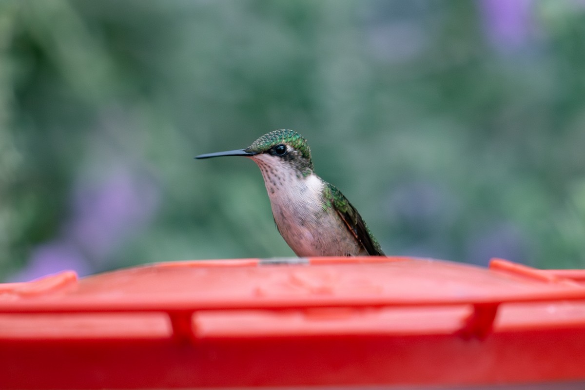 Ruby-throated Hummingbird - ML643302081