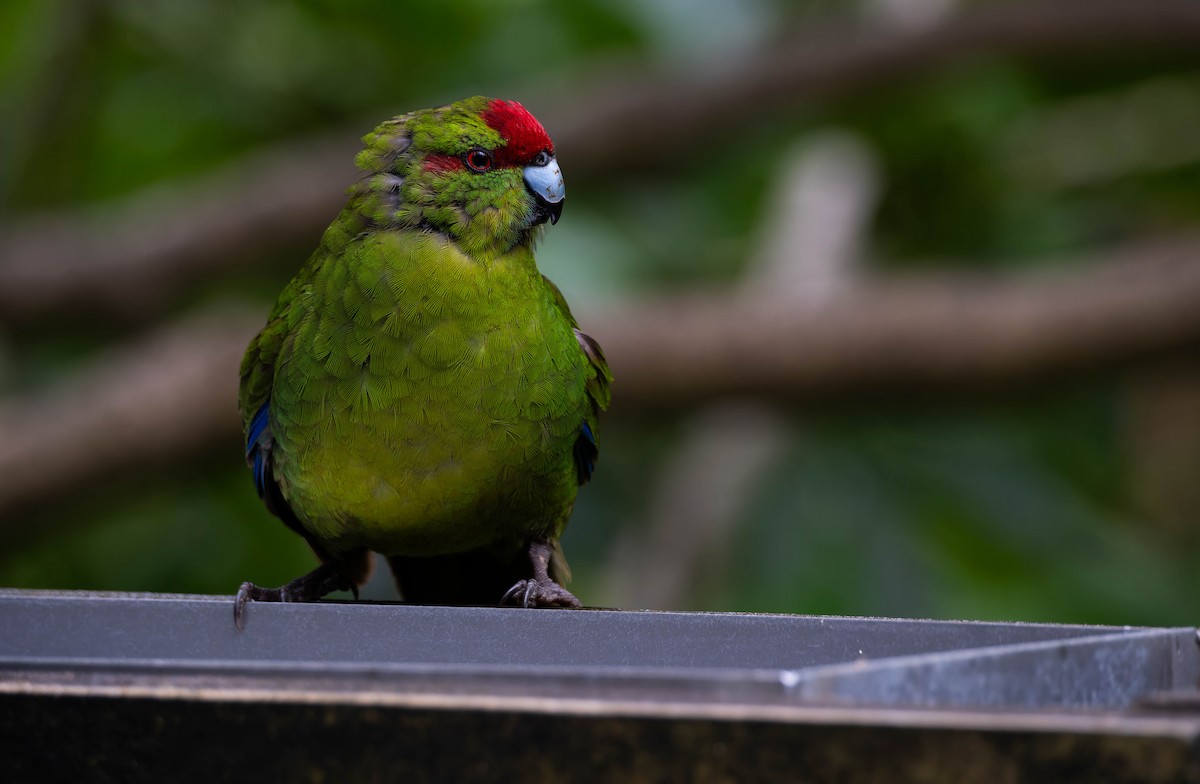 Ziegensittich - ML643302083