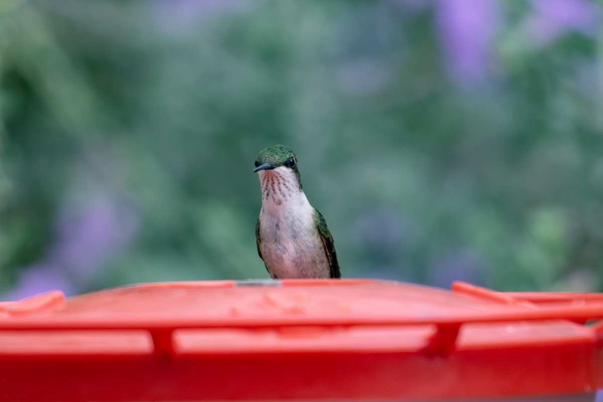 Ruby-throated Hummingbird - ML643302086