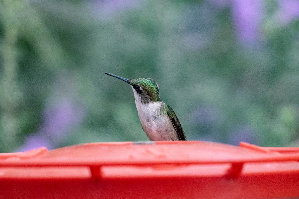 Ruby-throated Hummingbird - ML643302088