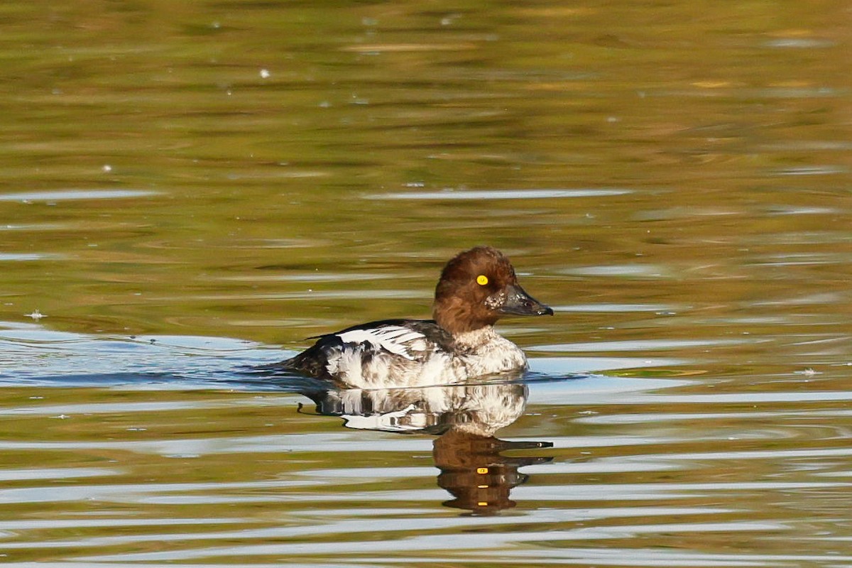 Common Goldeneye - ML643302096