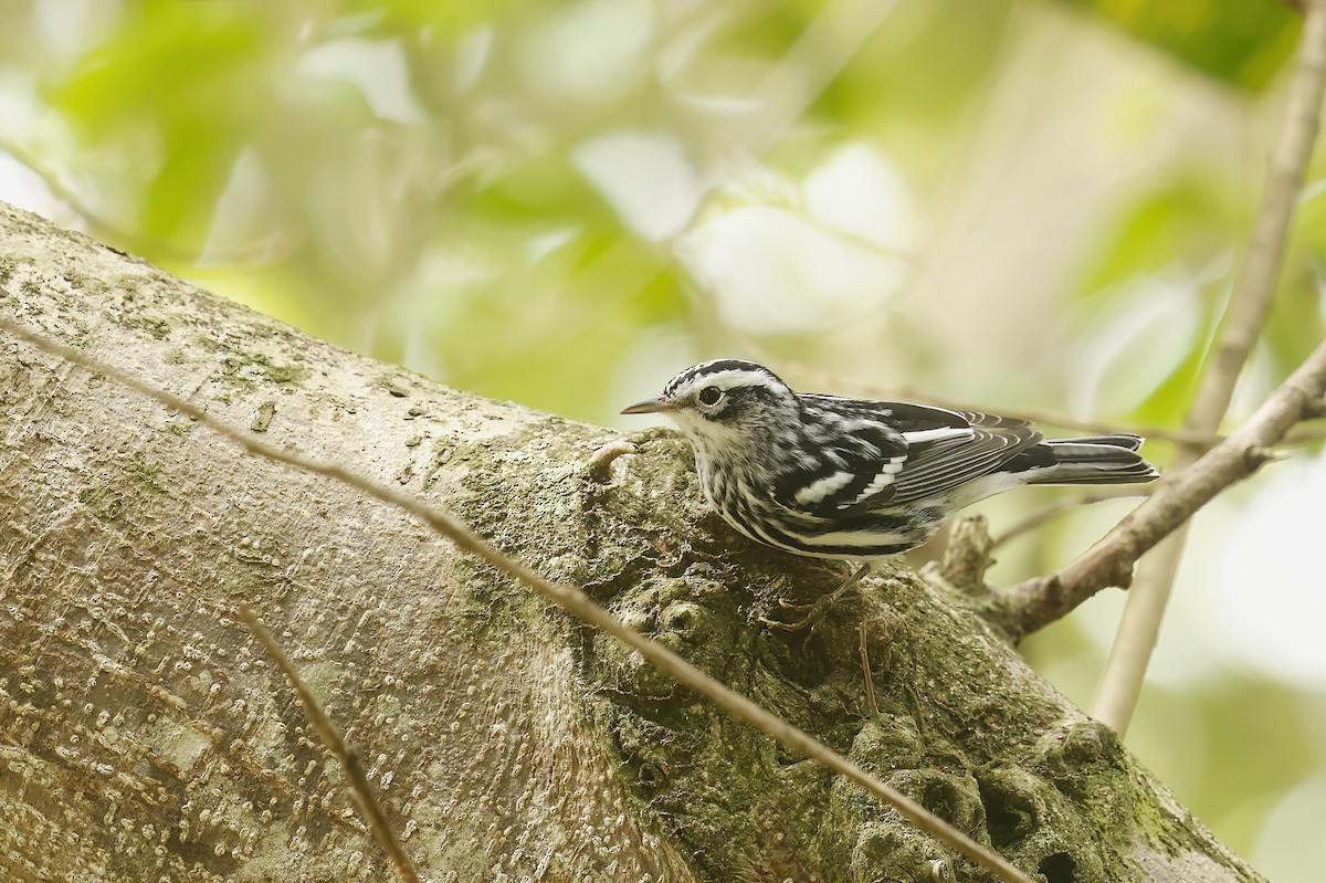 Black-and-white Warbler - ML643302111