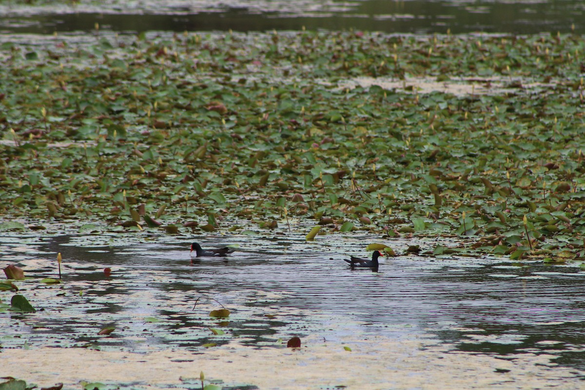 Common Gallinule - ML643302114