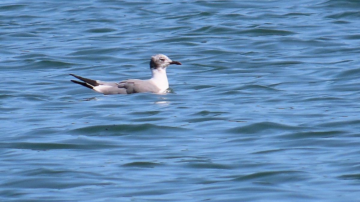 Laughing Gull - ML643302118