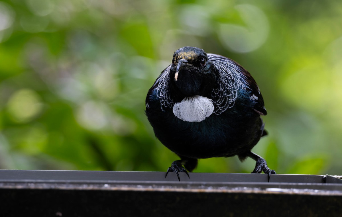 Tui - ML643302124