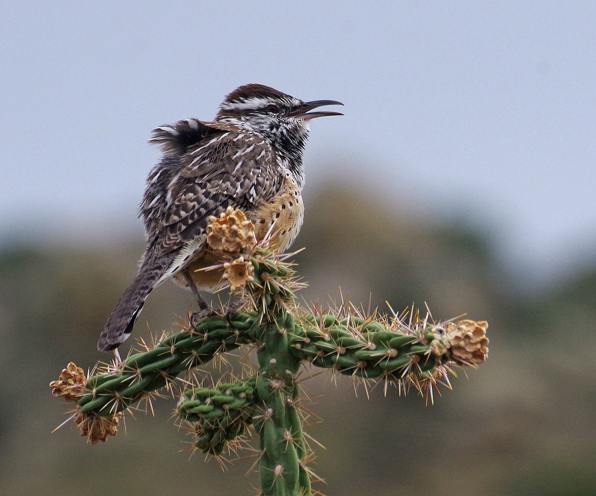 Cactus Wren - ML643302133