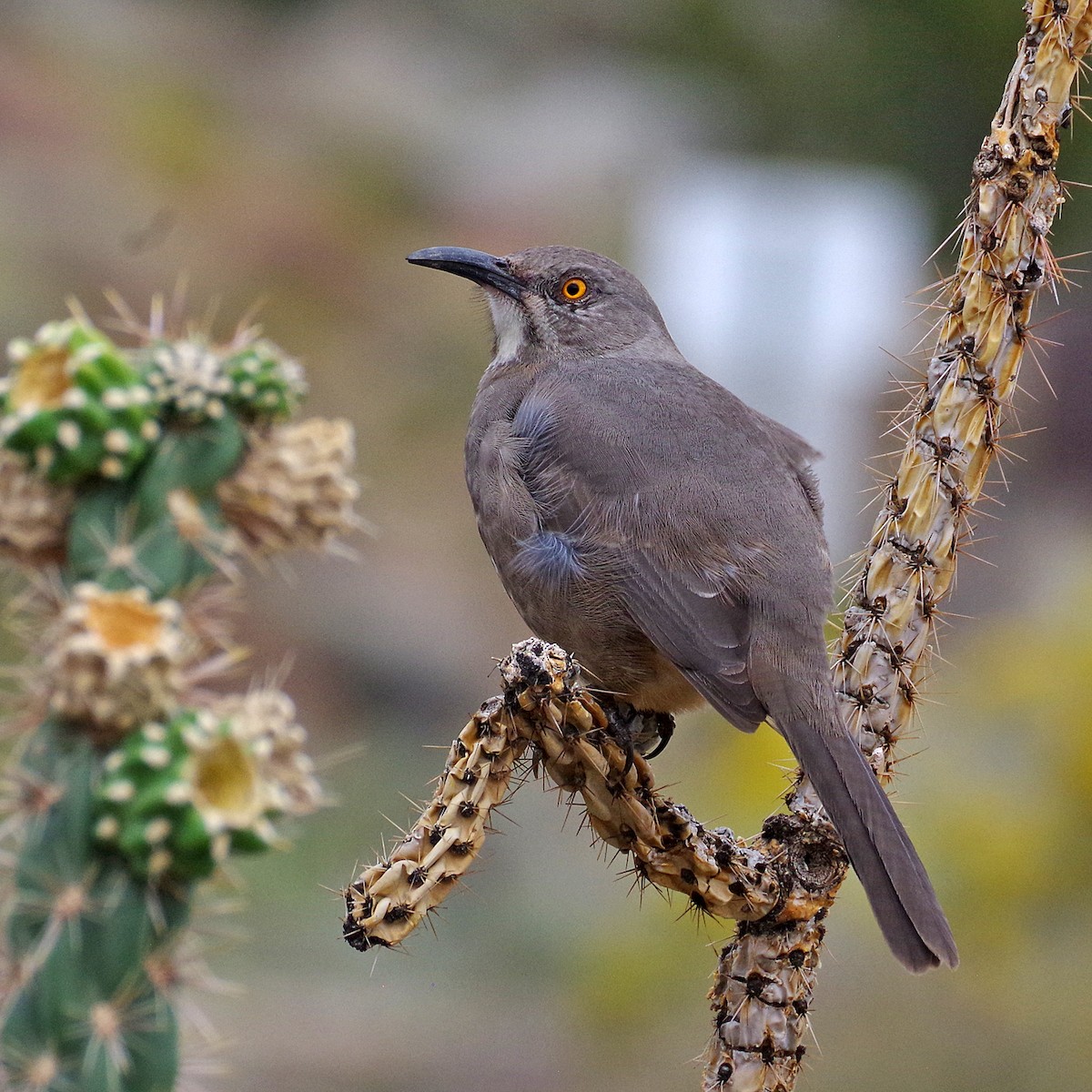 Curve-billed Thrasher - ML643302155