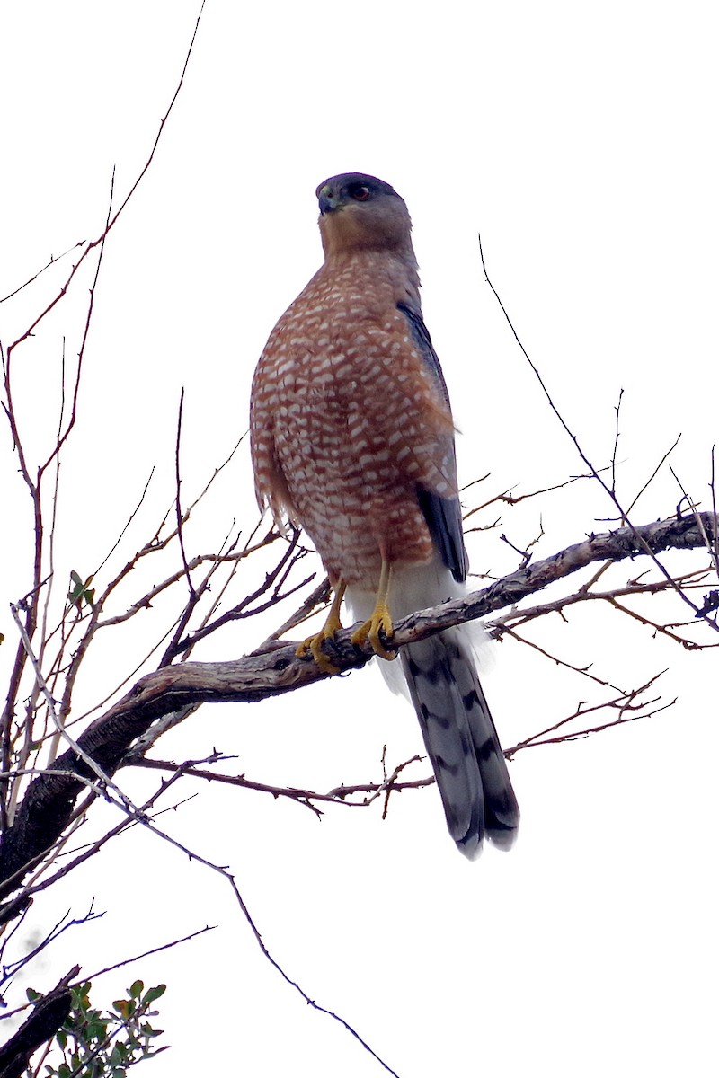 Cooper's Hawk - ML643302171