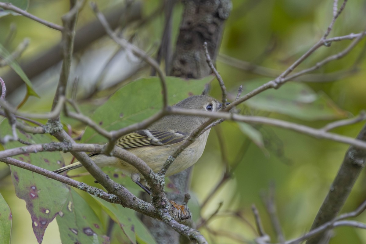 Ruby-crowned Kinglet - ML643302199