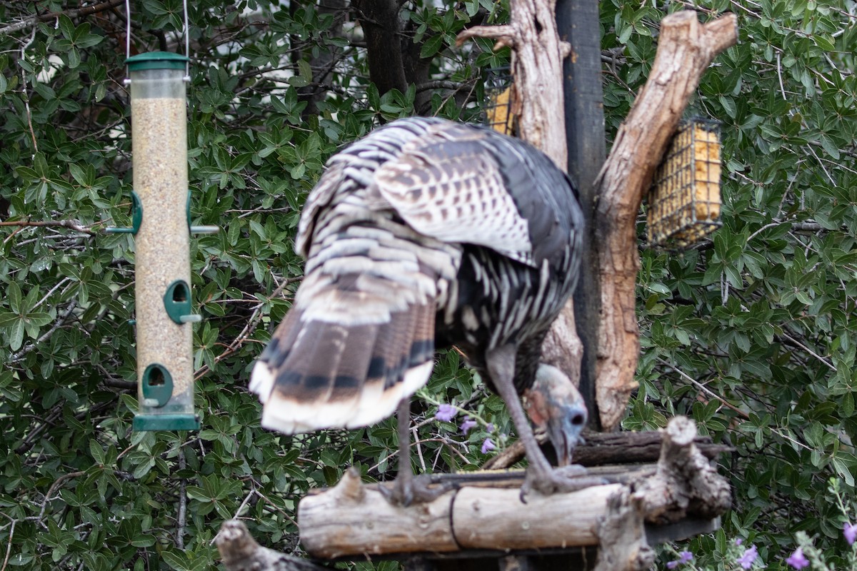 Wild Turkey - ML643302220