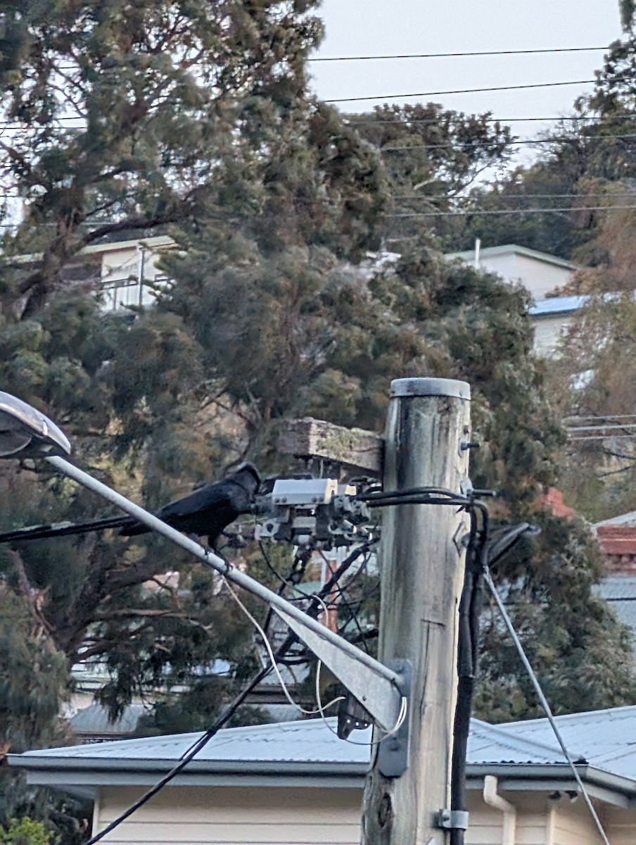 Corbeau de Tasmanie - ML643302228