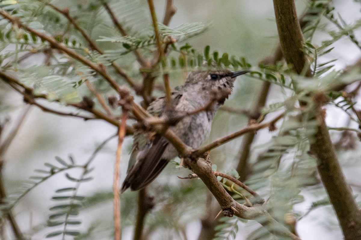 Anna's Hummingbird - ML643302232