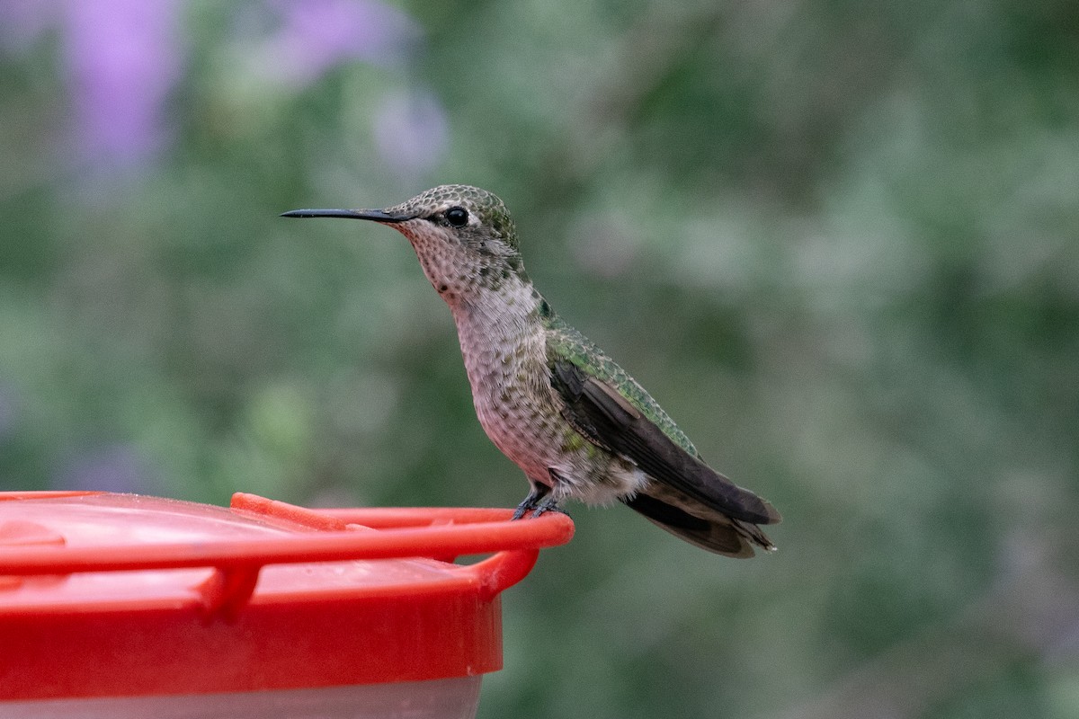 Anna's Hummingbird - ML643302249