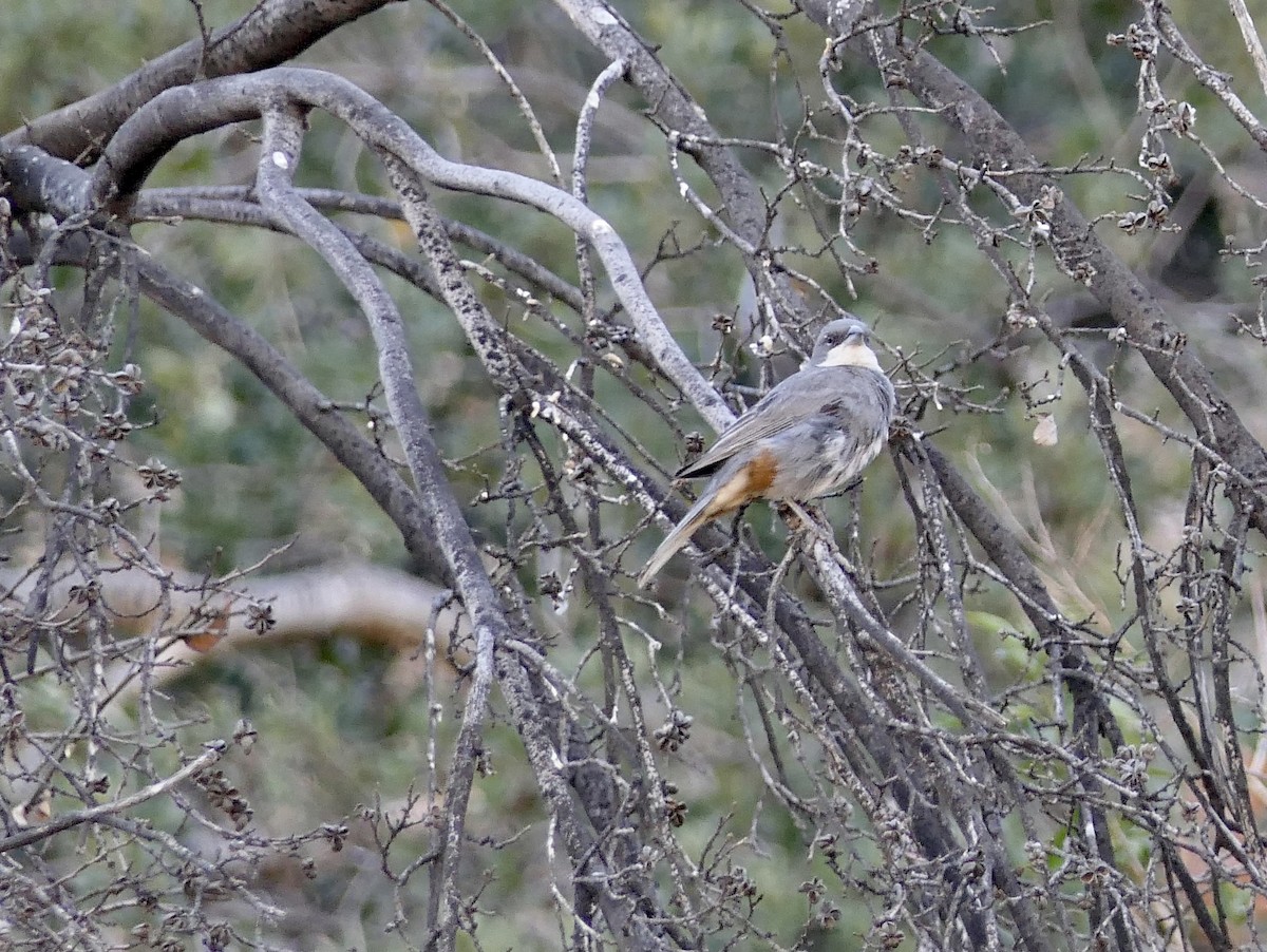 Diuca Finch - ML643302270