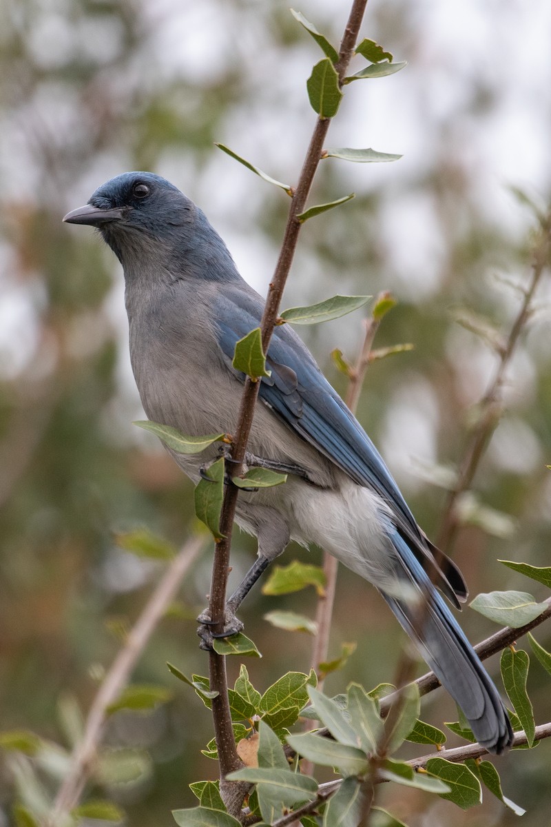 Mexican Jay (Arizona) - ML643302273