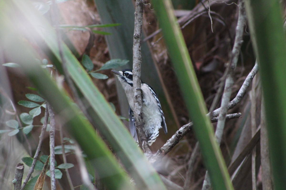 Downy Woodpecker - ML643302280