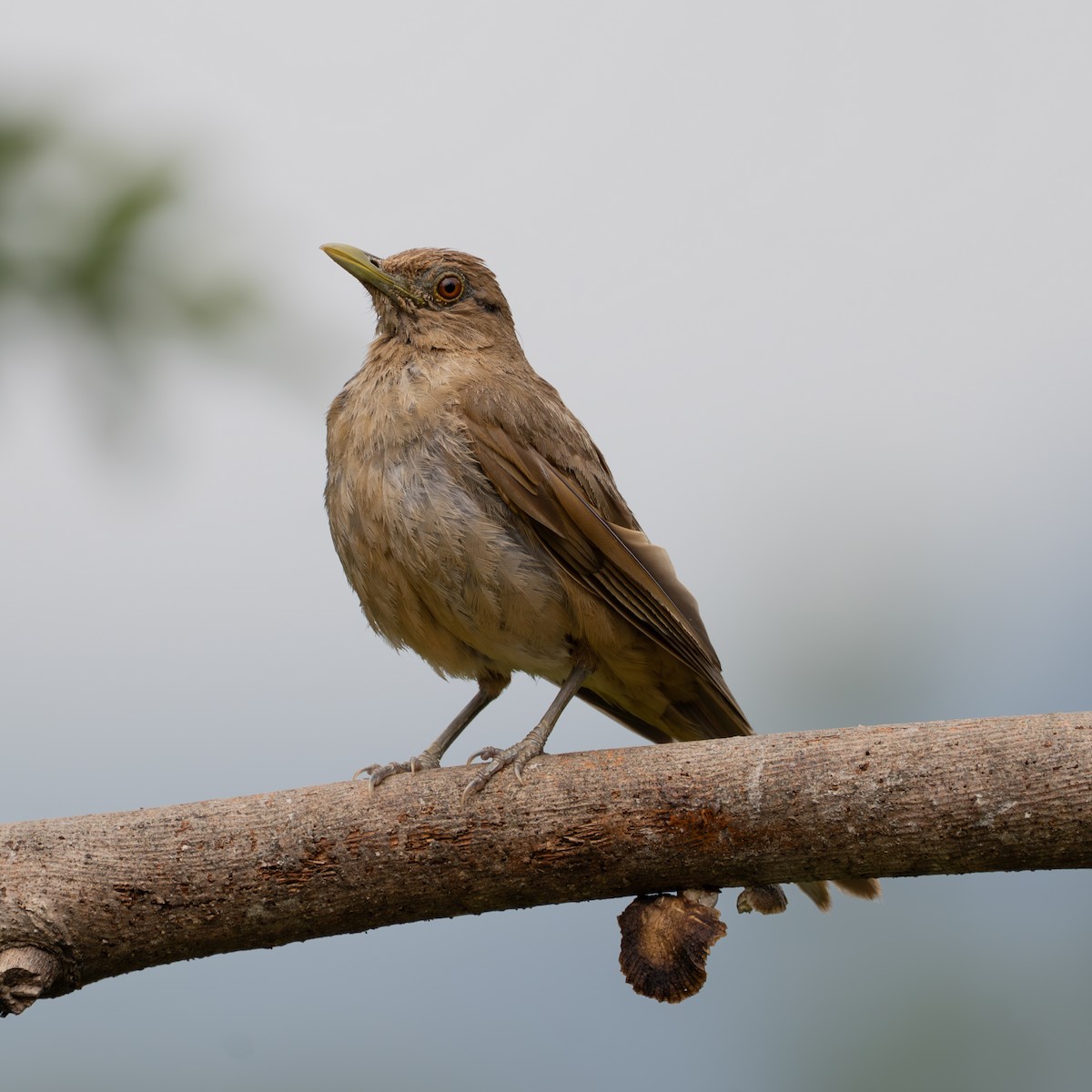 Clay-colored Thrush - ML643302289