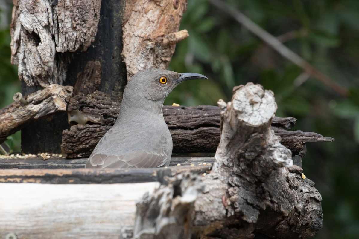 Curve-billed Thrasher - ML643302290