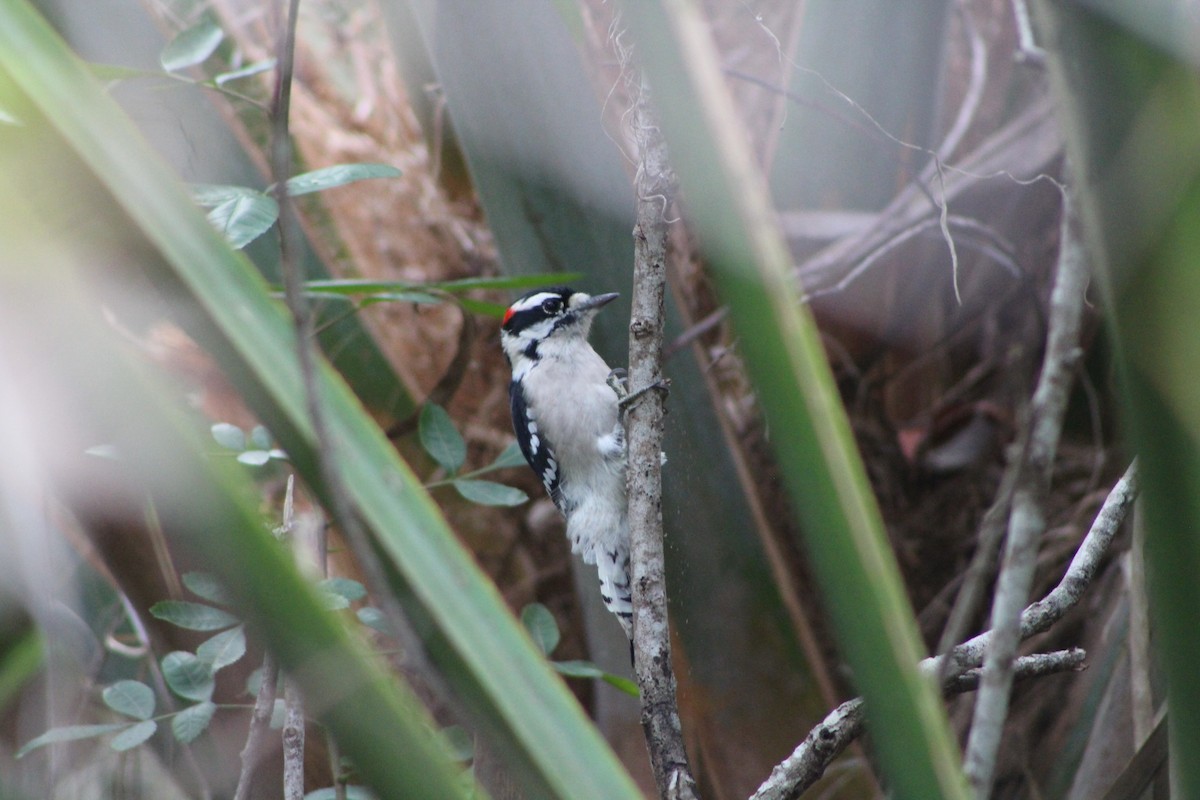Downy Woodpecker - ML643302298