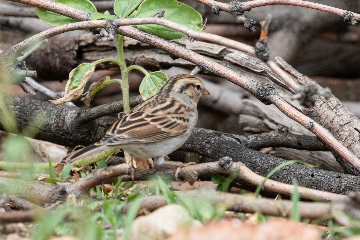 Chipping Sparrow - ML643302299