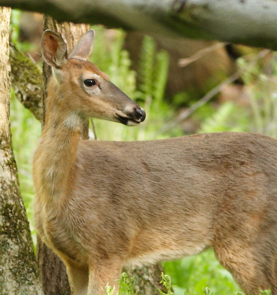 White-tailed Deer - ML643302305
