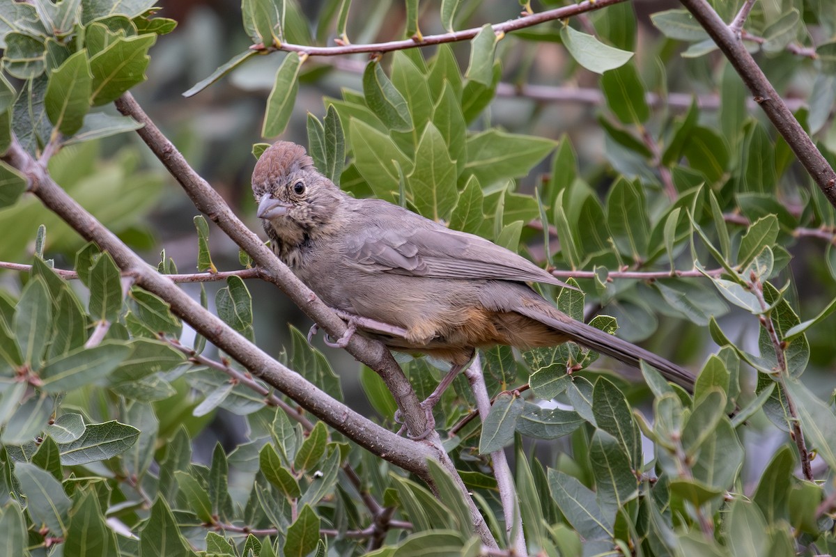 Canyon Towhee - ML643302306
