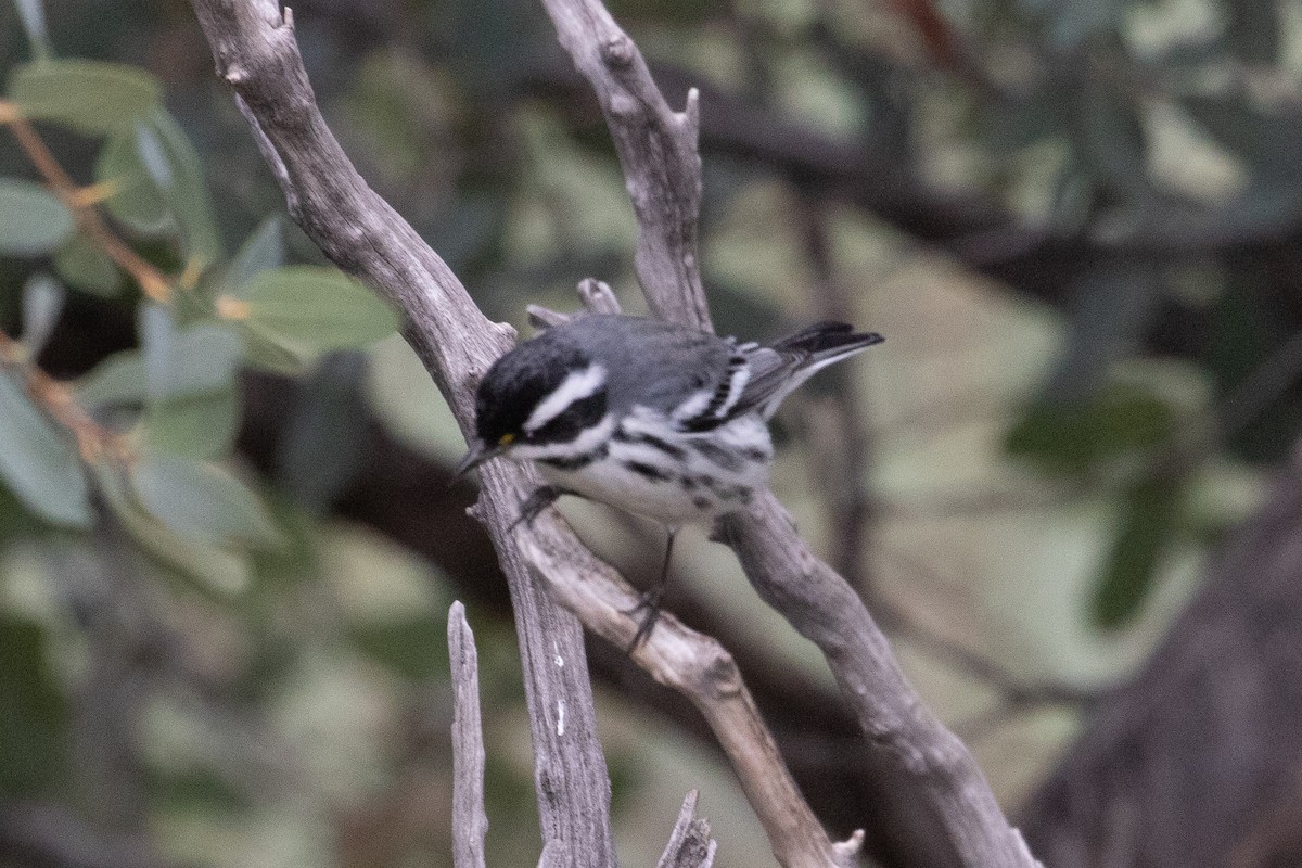 Black-throated Gray Warbler - ML643302315