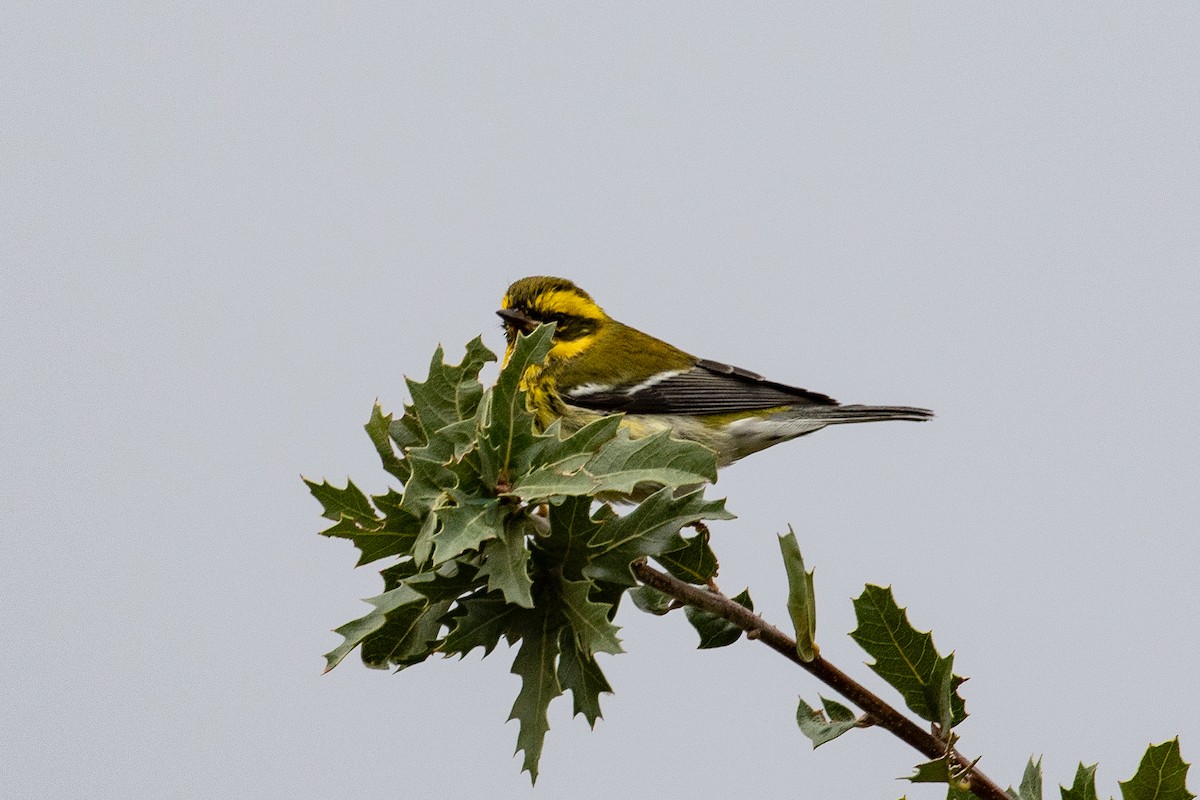 Townsend's Warbler - ML643302326