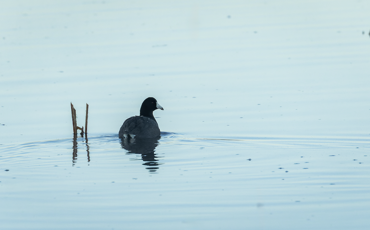 American Coot - ML643302328