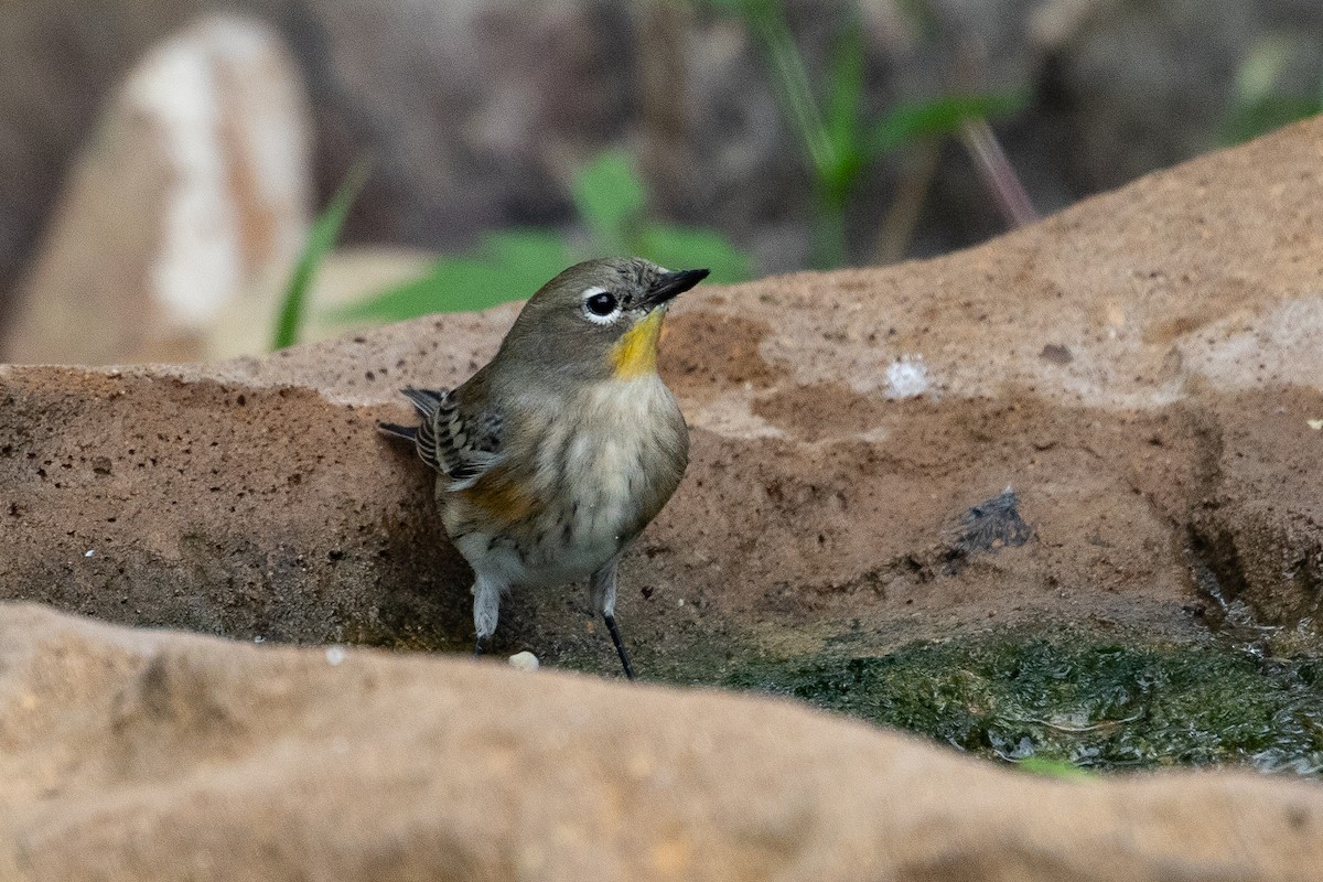 Yellow-rumped Warbler - ML643302369