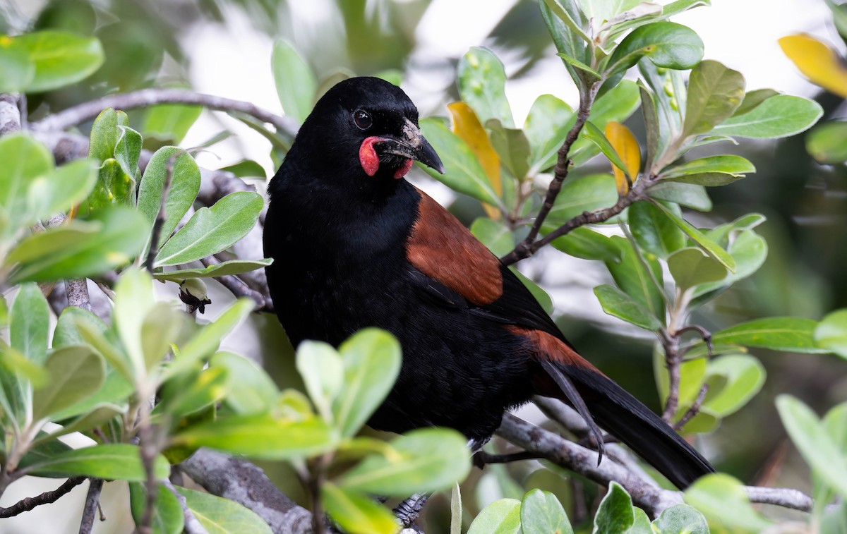 North Island Saddleback - ML643302382