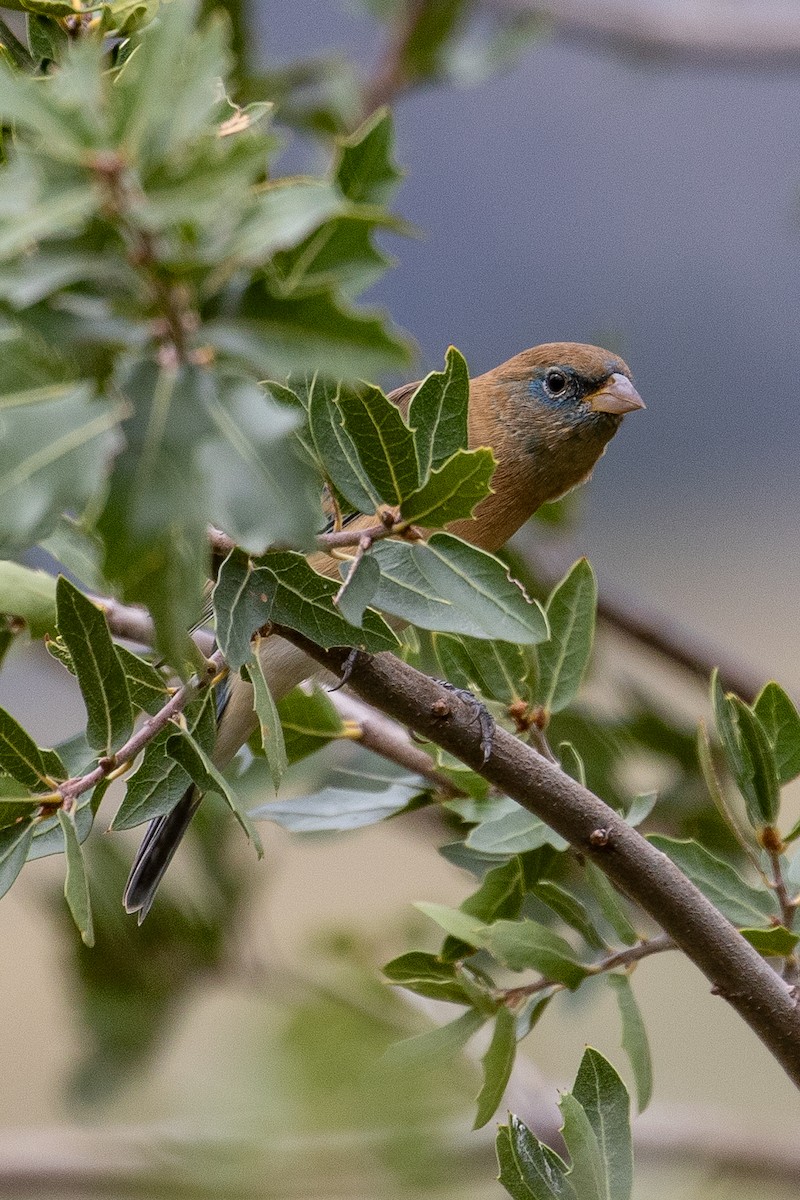Lazuli Bunting - ML643302383