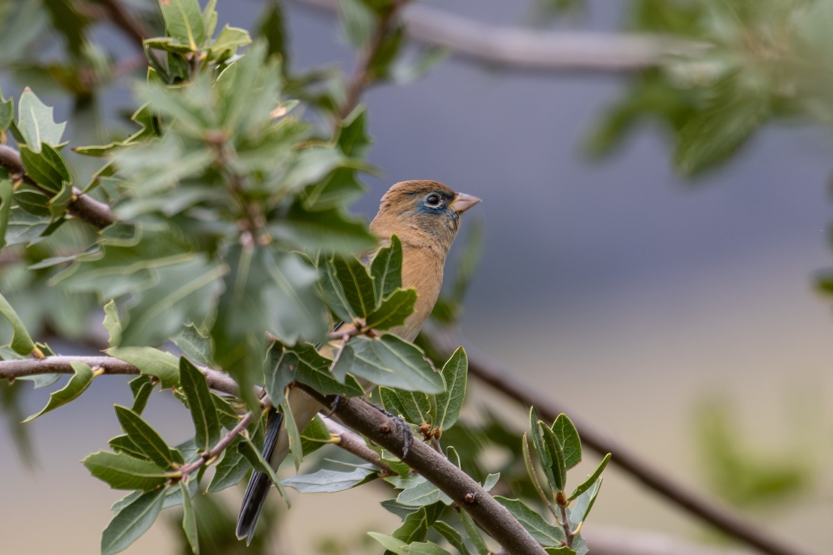 Lazuli Bunting - ML643302389