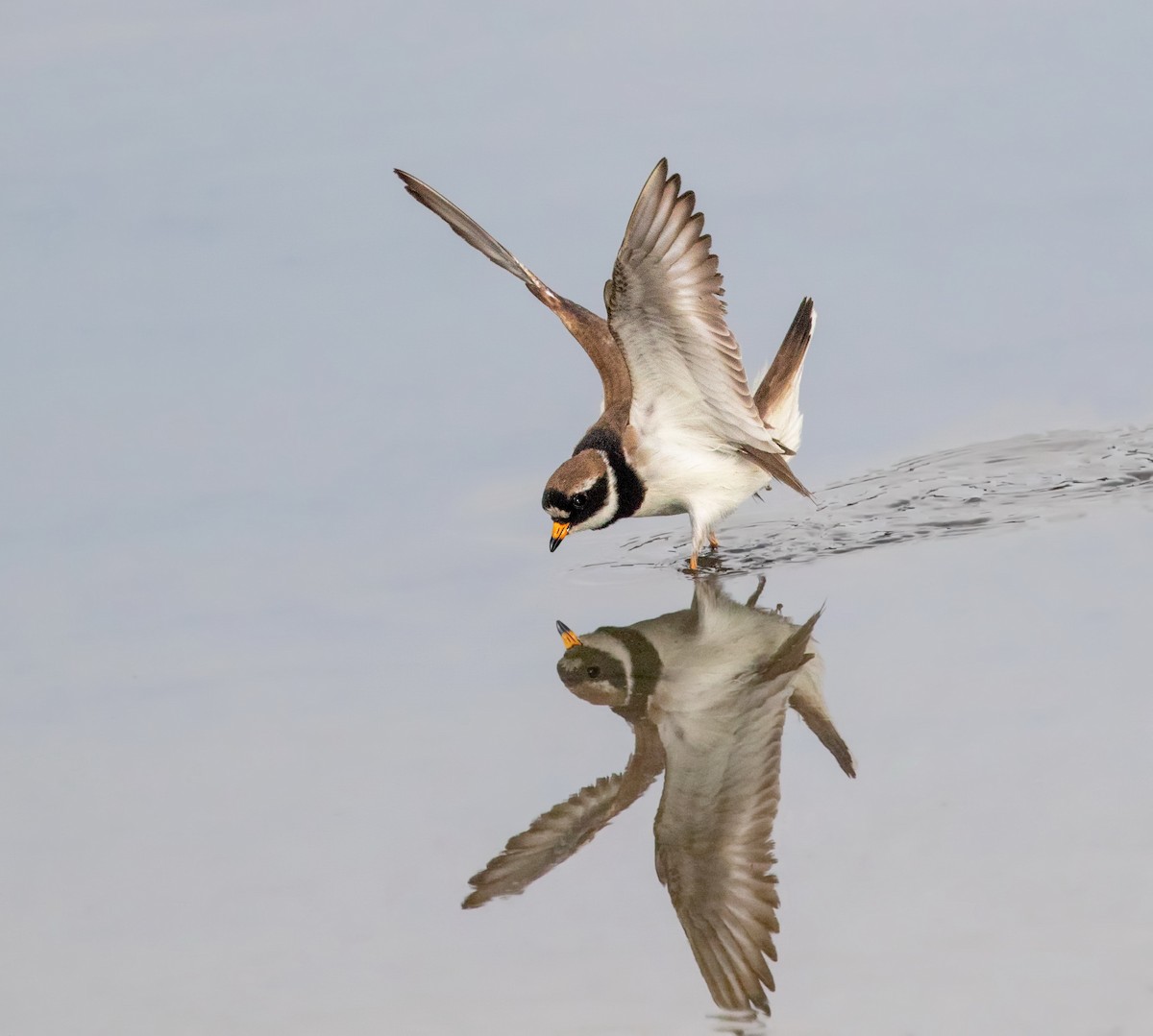 Common Ringed Plover - ML643302474