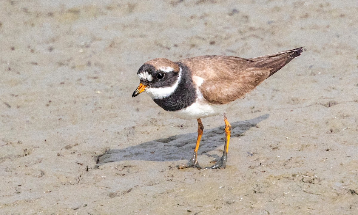Common Ringed Plover - ML643302478