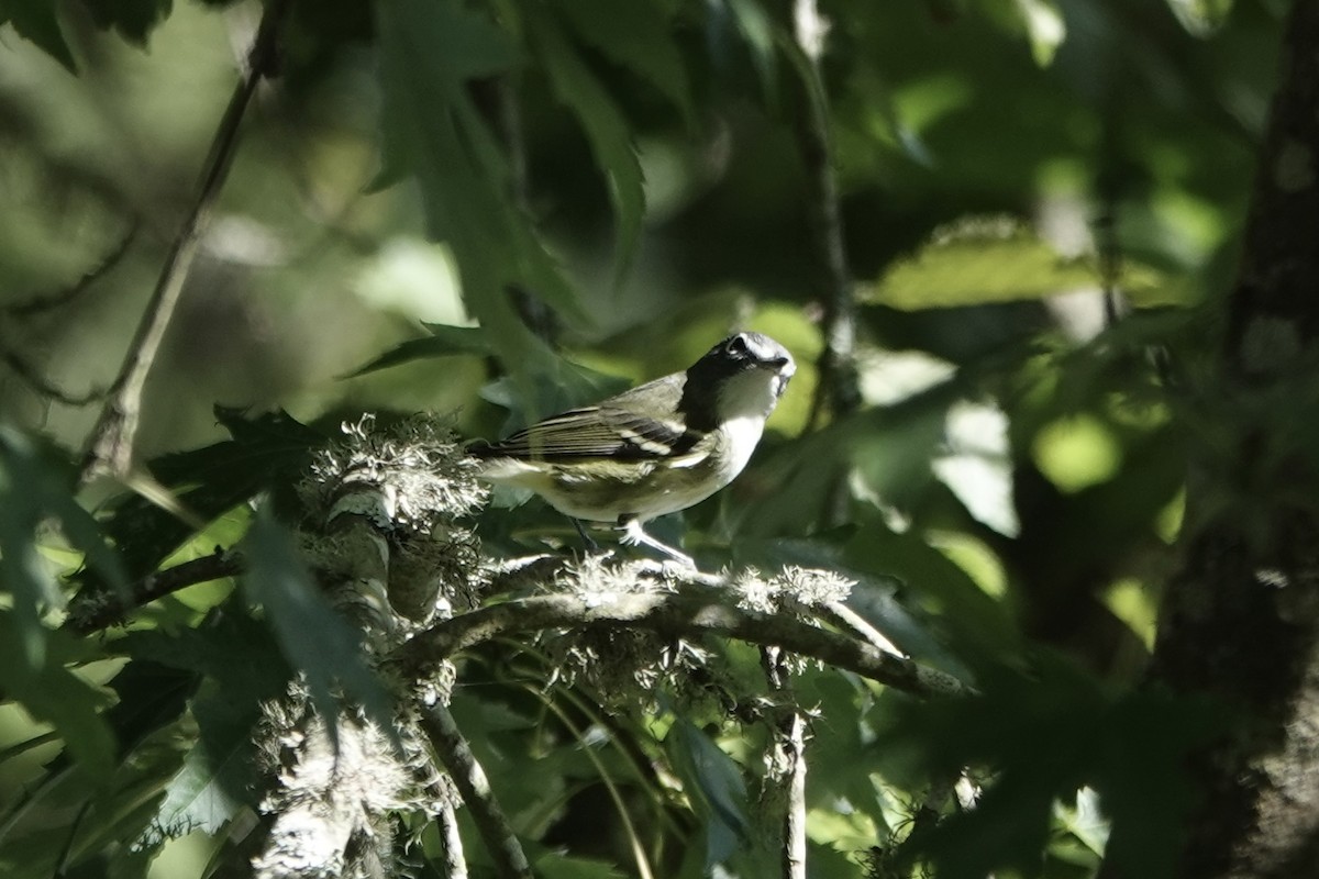 Blue-headed Vireo - ML643302496