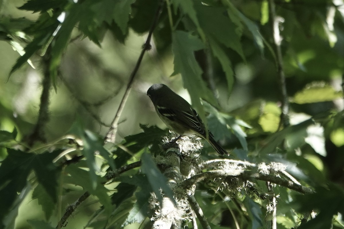 Blue-headed Vireo - ML643302497