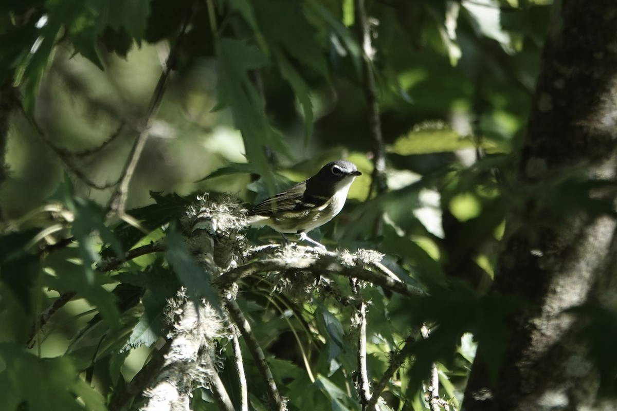 Blue-headed Vireo - ML643302498