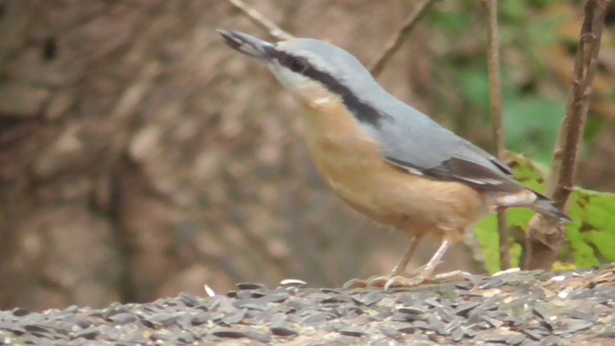 Kleiber - ML643302516