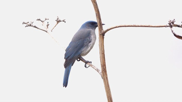 Mexican Jay - ML643302521