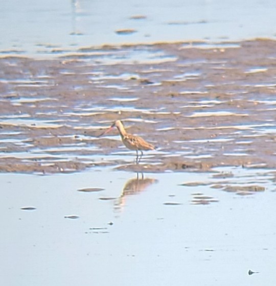 Marbled Godwit - ML643302561