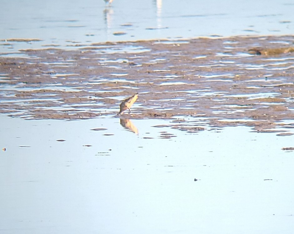 Marbled Godwit - ML643302564