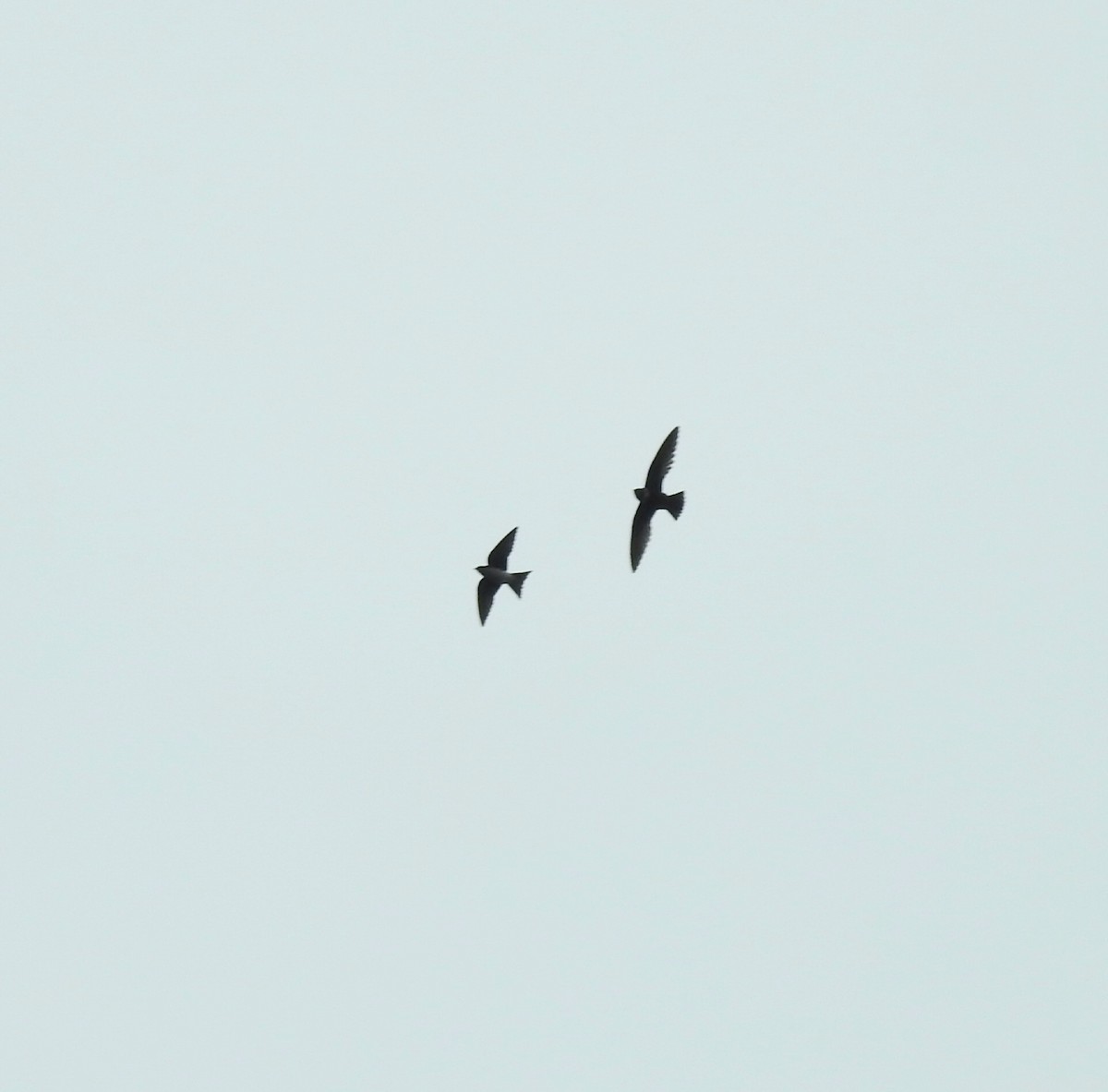 White-collared Swift - ML643302573