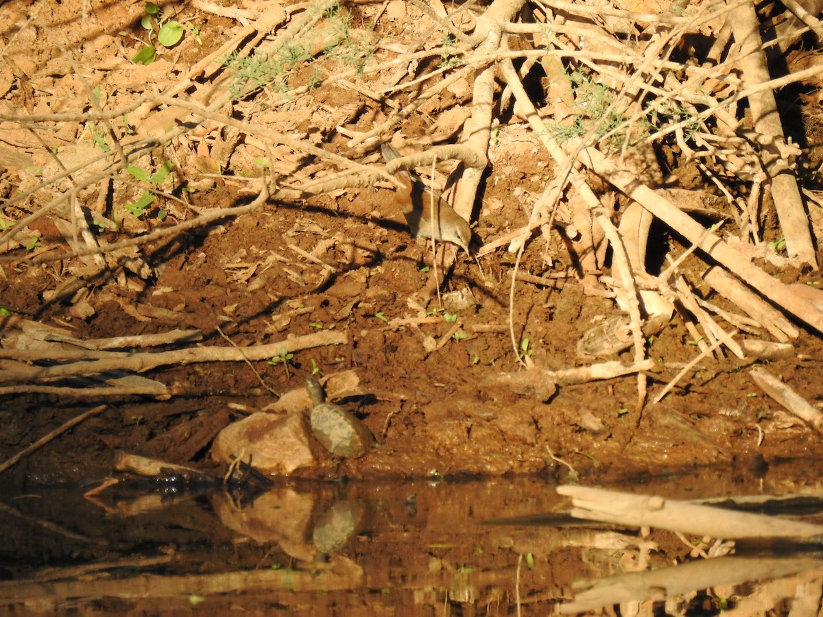 Cetti's Warbler - ML643302585