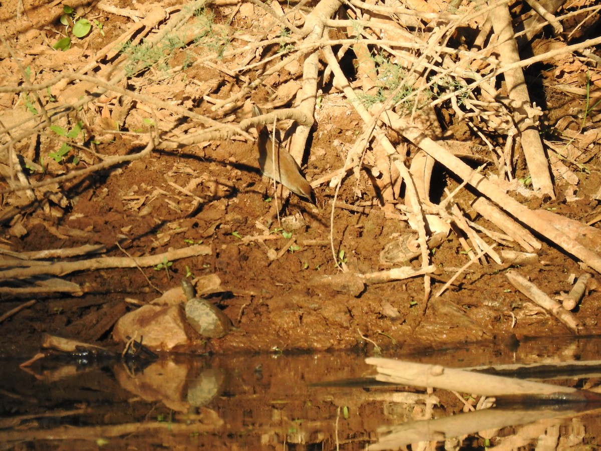 Cetti's Warbler - ML643302587