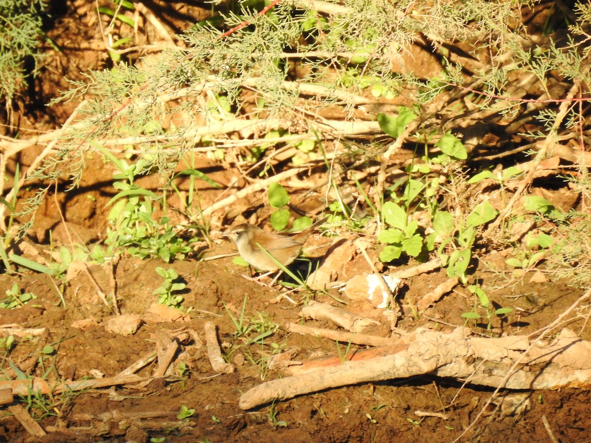 Cetti's Warbler - ML643302588