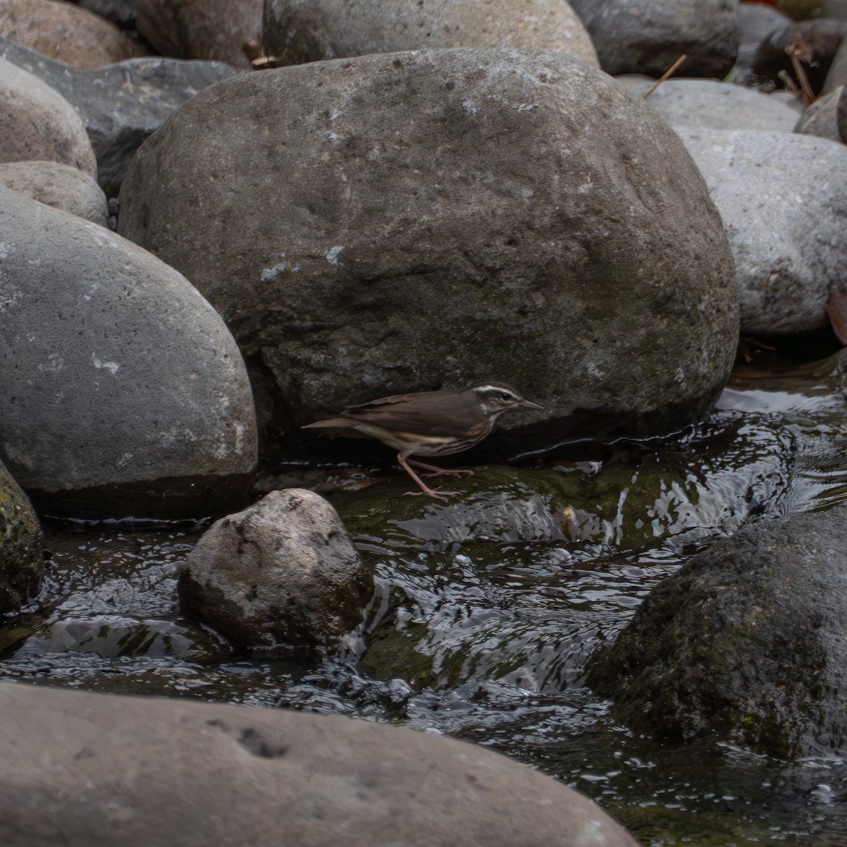 Louisiana Waterthrush - ML643302594