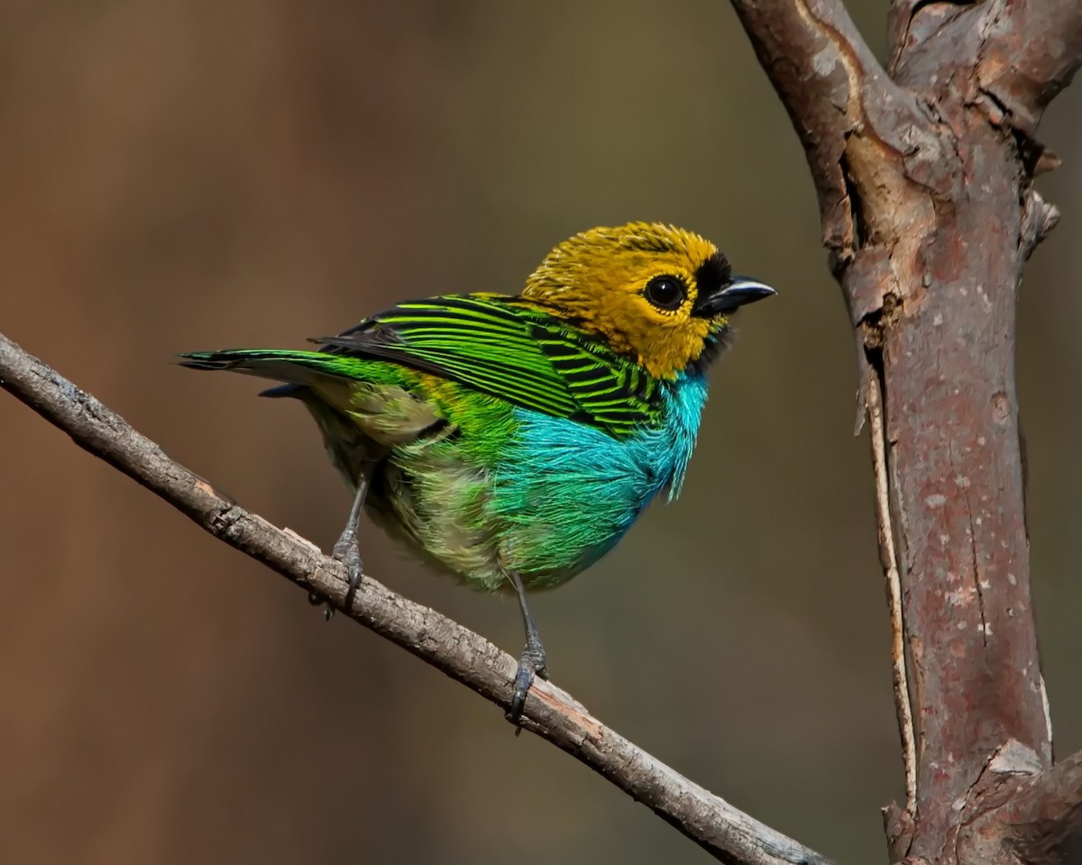 gullsnittanagar - ML643302595