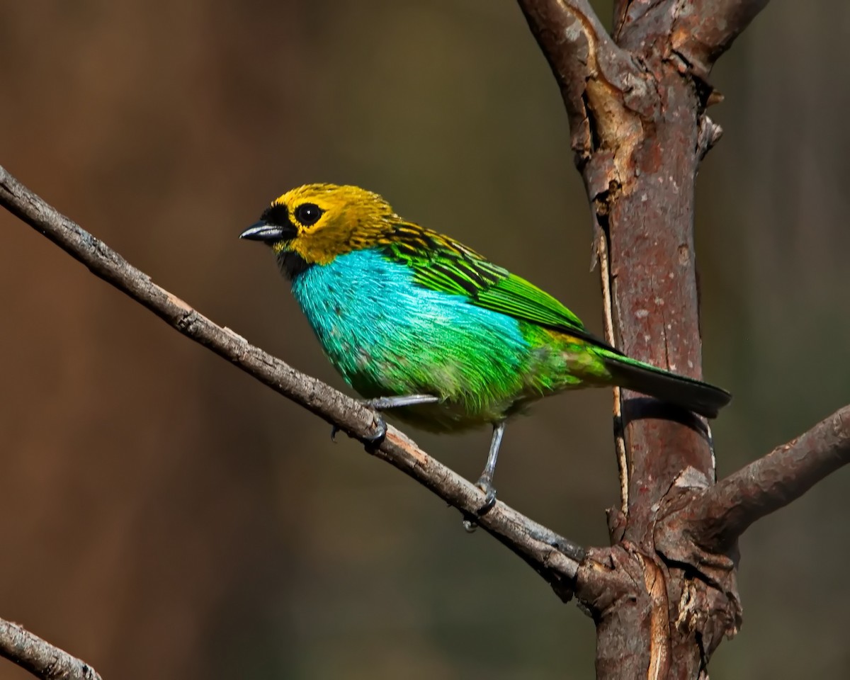 gullsnittanagar - ML643302596