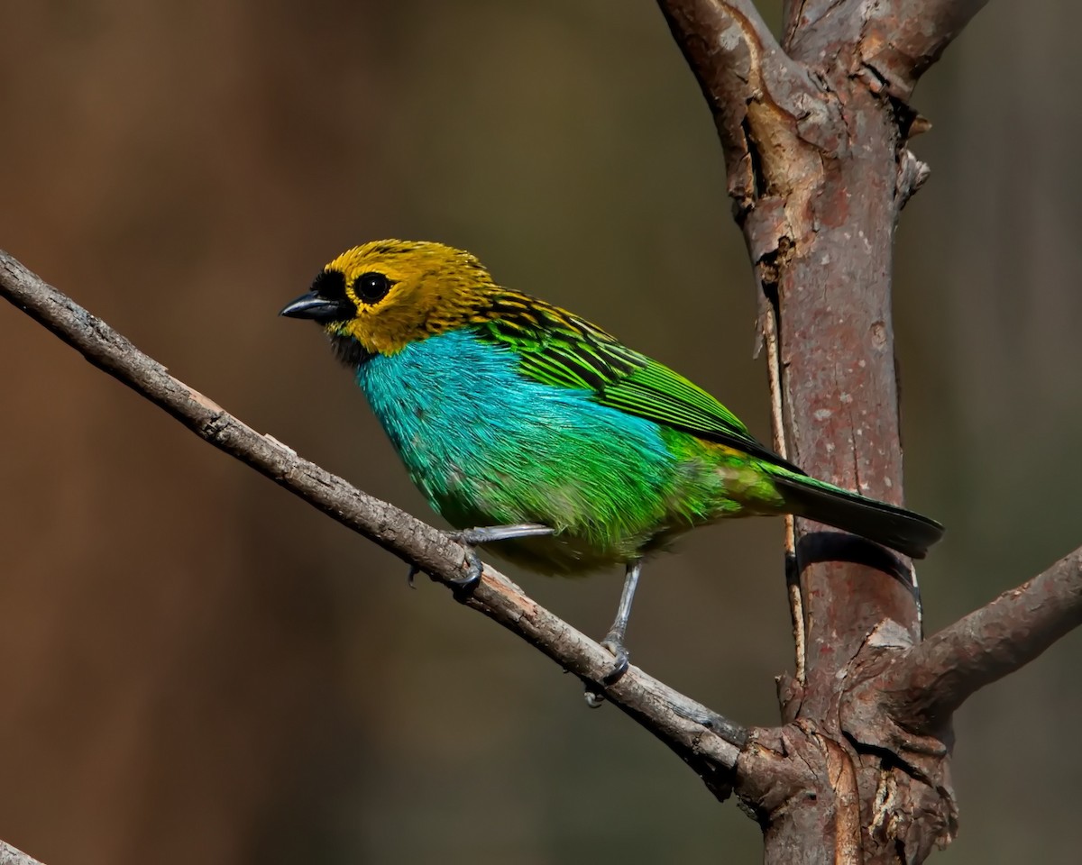 gullsnittanagar - ML643302597